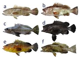 Image result for Epinephelus costae