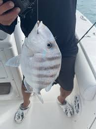 Image result for Stenotomus chrysops