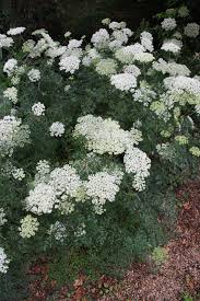 Attēlu rezultāti vaicājumam “Cenolophium denudatum”