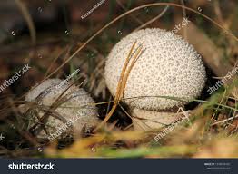 Attēlu rezultāti vaicājumam “Calvatia excipuliformis”