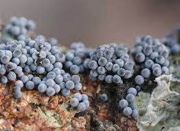 Attēlu rezultāti vaicājumam “Badhamia lilacina macro”