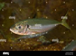 Image result for Trachurus mediterraneus
