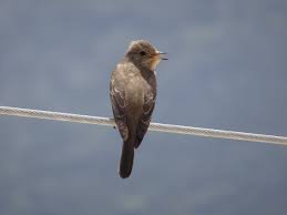 Attēlu rezultāti vaicājumam “Muscicapa striata”