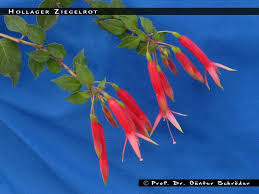 Image result for ziegelrot