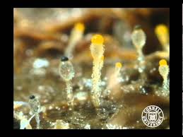 Attēlu rezultāti vaicājumam “Pilobolus crystallinus”