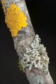 Attēlu rezultāti vaicājumam “Physcia adscendens”