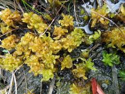 Attēlu rezultāti vaicājumam “Sphagnum austinii”