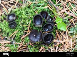 Attēlu rezultāti vaicājumam “Pseudoplectania nigrella”