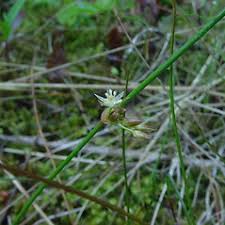 Attēlu rezultāti vaicājumam “Juncus filiformis”