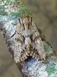 Attēlu rezultāti vaicājumam “Apamea monoglypha”