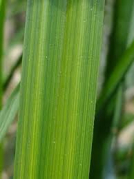 Attēlu rezultāti vaicājumam “Carex acutiformis leaf”