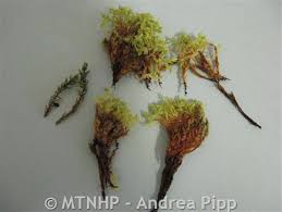 Attēlu rezultāti vaicājumam “Bryum schleicheri”