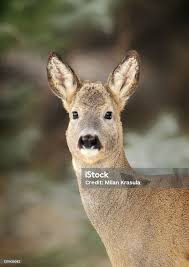 Attēlu rezultāti vaicājumam “Capreolus capreolus”