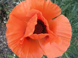 Attēlu rezultāti vaicājumam “Papaver orientale”