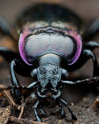 Attēlu rezultāti vaicājumam “Carabidae”