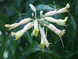 Attēlu rezultāti vaicājumam “Aesculus x hybrida bud”