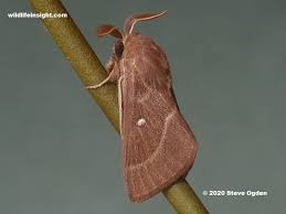 Attēlu rezultāti vaicājumam “Lasiocampa trifolii male”