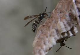 Attēlu rezultāti vaicājumam “Ancistrocerus sp.”