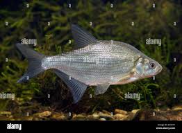 Image result for Abramis brama