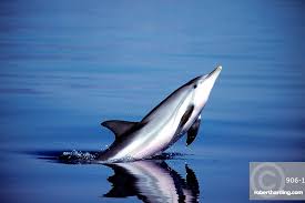 Image result for Stenella coeruleoalba