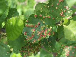 Attēlu rezultāti vaicājumam “Eriophyes padi”
