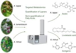 Attēlu rezultāti vaicājumam “Arctium tomentosum fruit”