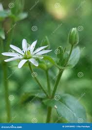 Attēlu rezultāti vaicājumam “Stellaria nemorum flower”