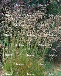 Attēlu rezultāti vaicājumam “Deschampsia flexuosa”