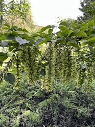 Attēlu rezultāti vaicājumam “Pterocarya fraxinifolia male flower”