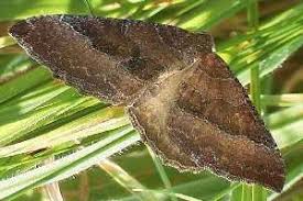 Attēlu rezultāti vaicājumam “Larentia clavaria”