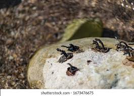 Attēlu rezultāti vaicājumam “Scardia boletella pupa”