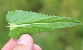 Attēlu rezultāti vaicājumam “Verbascum blattaria leaf”