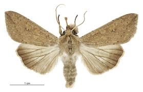 Attēlu rezultāti vaicājumam “Mythimna sp.”