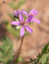 Attēlu rezultāti vaicājumam “Erodium cicutarium”