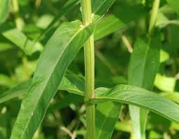 Image result for Lythrum salicaria
