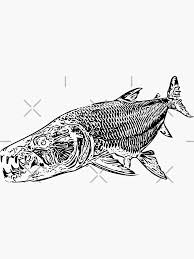 Image result for Goliath Tigerfish