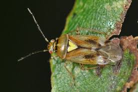 Attēlu rezultāti vaicājumam “Orthops basalis”