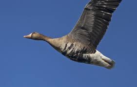 Attēlu rezultāti vaicājumam “Anser albifrons adult”