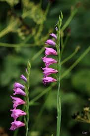 Attēlu rezultāti vaicājumam “Gladiolus imbricatus bud”
