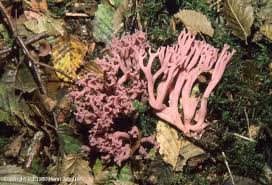 Attēlu rezultāti vaicājumam “Clavulina amethystina”