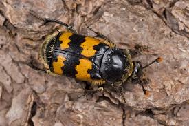 Attēlu rezultāti vaicājumam “Nicrophorus vespillo”