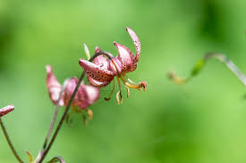 Attēlu rezultāti vaicājumam “Lilium martagon bud”