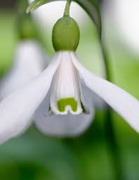 Attēlu rezultāti vaicājumam “Galanthus nivalis leaf”