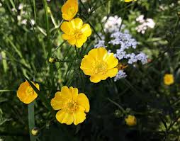Attēlu rezultāti vaicājumam “Ranunculus repens flower”