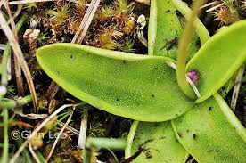 Attēlu rezultāti vaicājumam “Pinguicula vulgaris leaf”