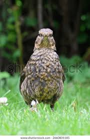 Attēlu rezultāti vaicājumam “Turdus merula juvenile”