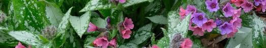 Attēlu rezultāti vaicājumam “Pulmonaria saccharata leaf”