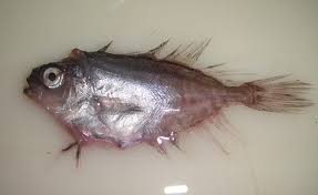 Image result for Schedophilus ovalis