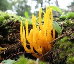 Attēlu rezultāti vaicājumam “Calocera pallidospathulata”