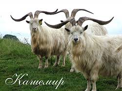 Image result for Империя Кошар